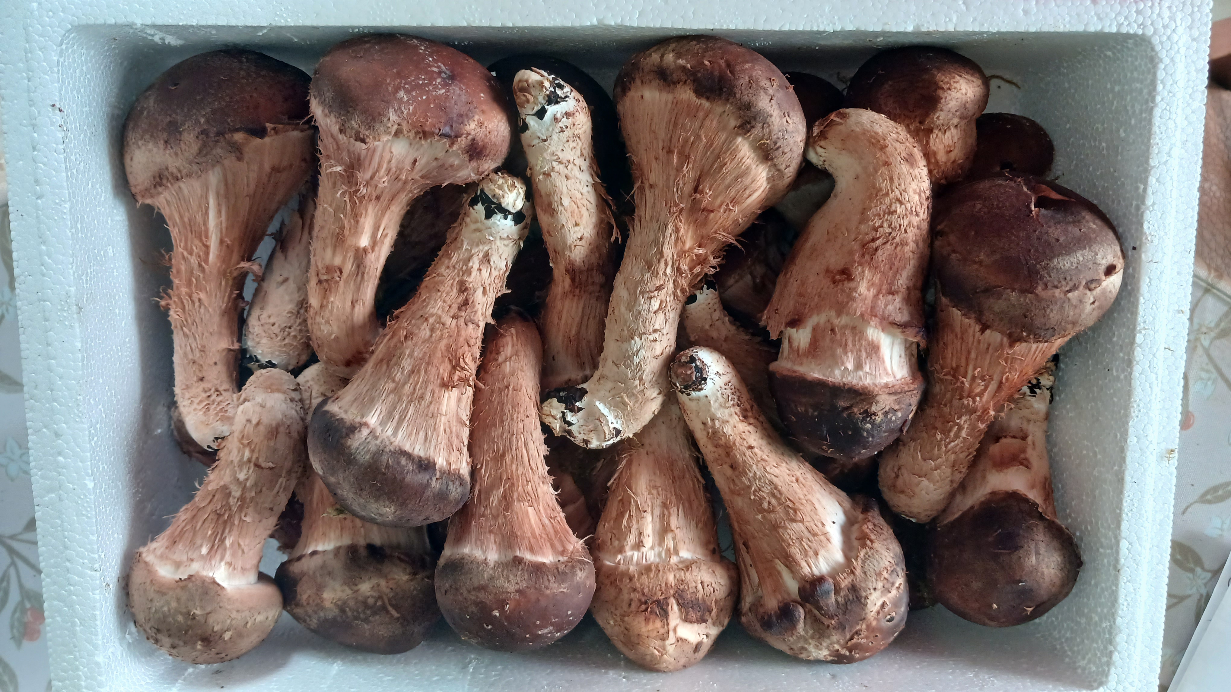 참 송이버섯 상품 1Kg